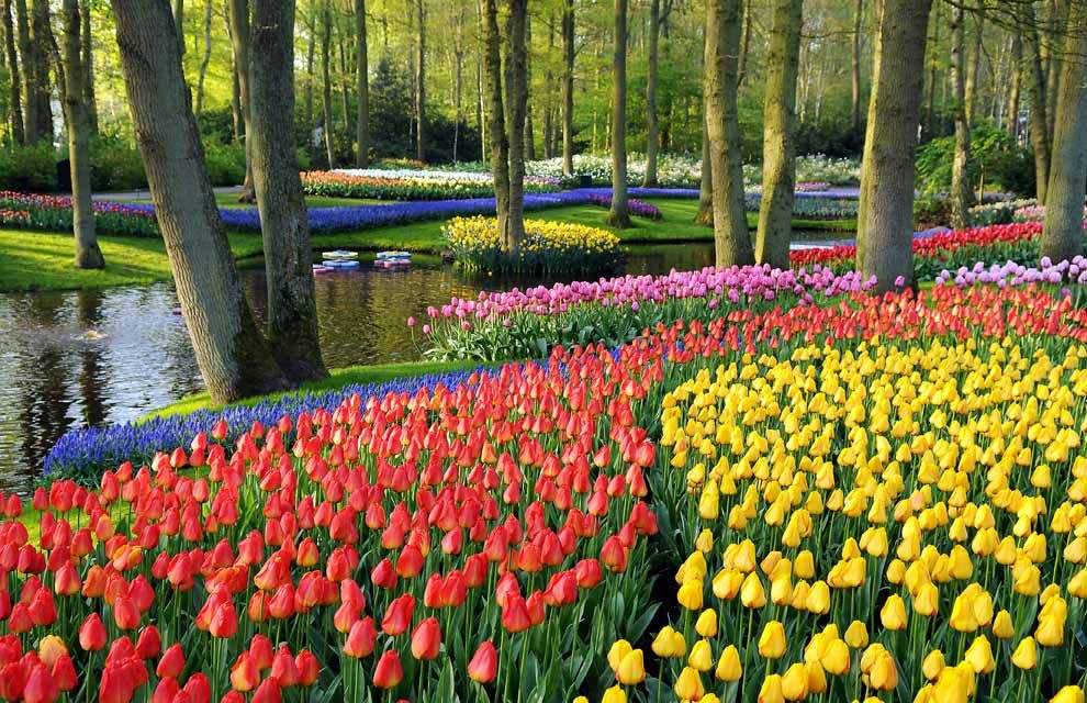 Holland tulip fields MEMEs