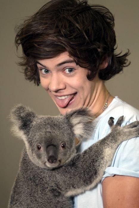 One Direction meet a Koala bear during their Australian tour | HELLO!