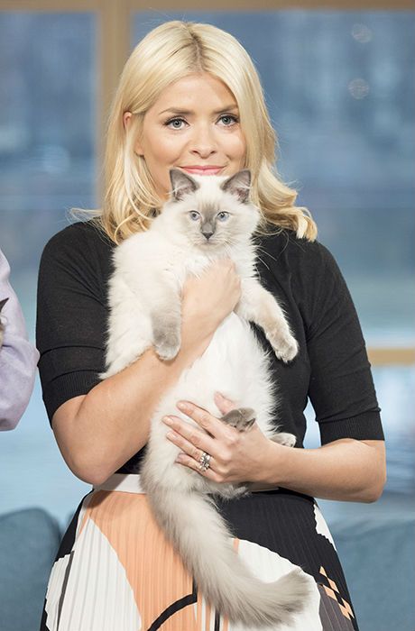holly-willoughby-cat