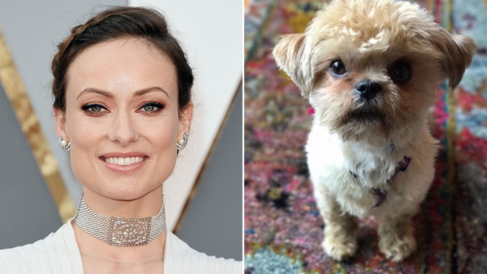 Olivia Wilde introduces new rescue pup to Instagram