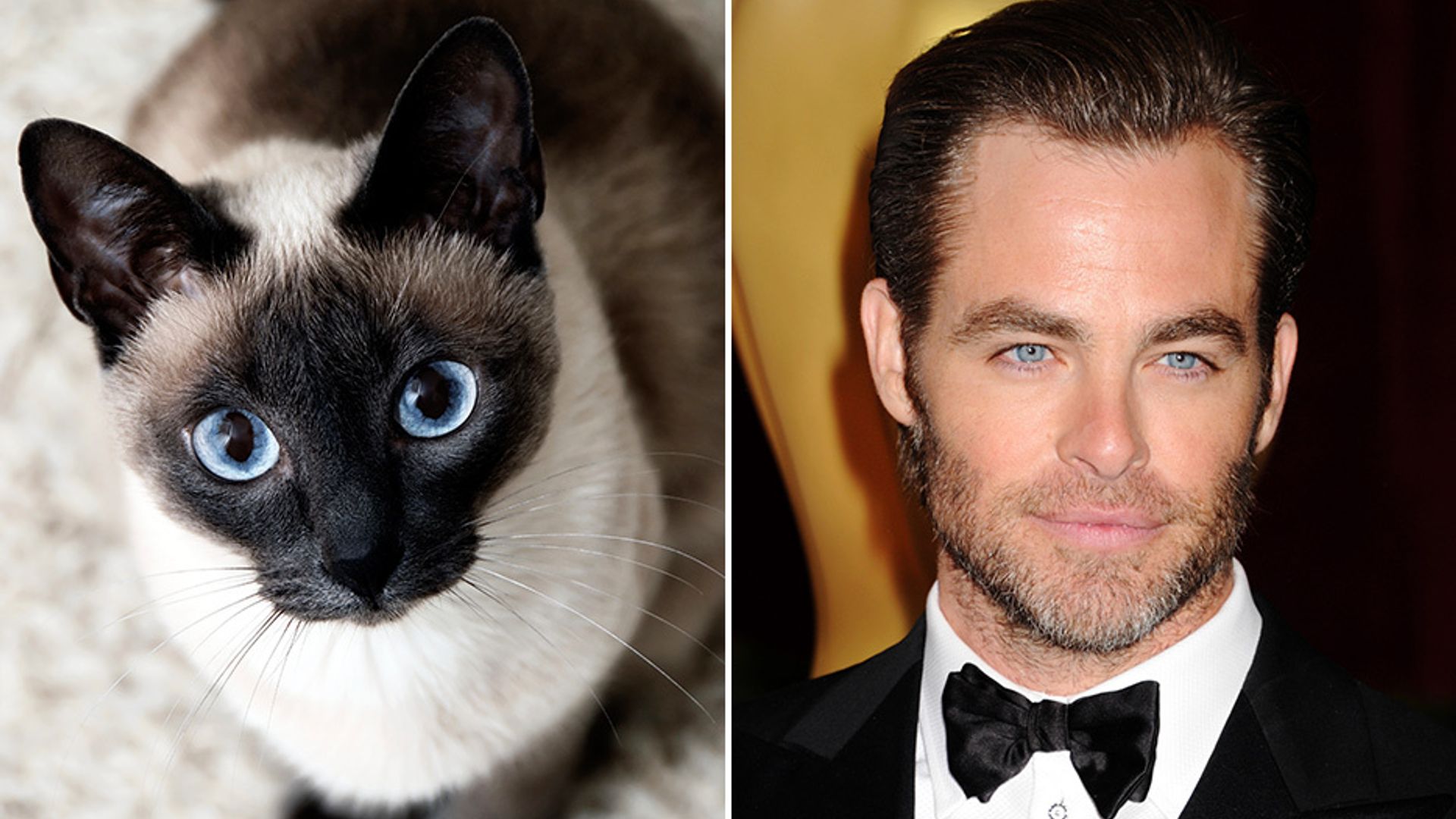 Matching celebrities with their cat soulmates