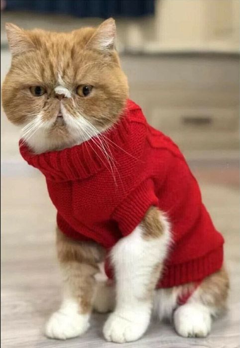 christmas-cat-jumper-red-etsy