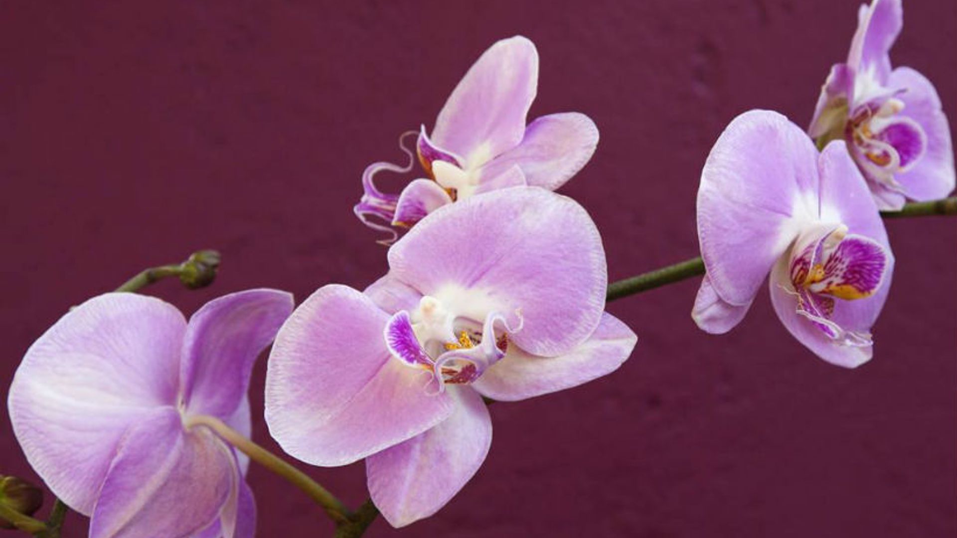 beauty-benefits-of-orchid