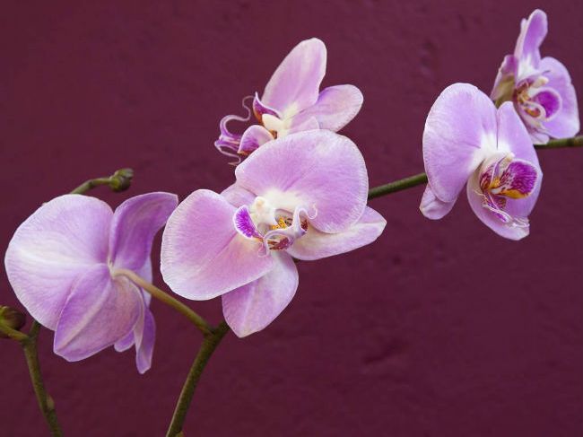 beauty-benefits-of-orchid