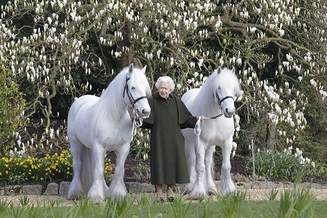 the-queen-horses