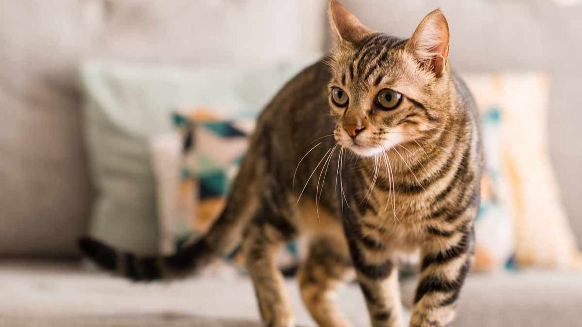 15 most popular cat breeds – and the winner may surprise you