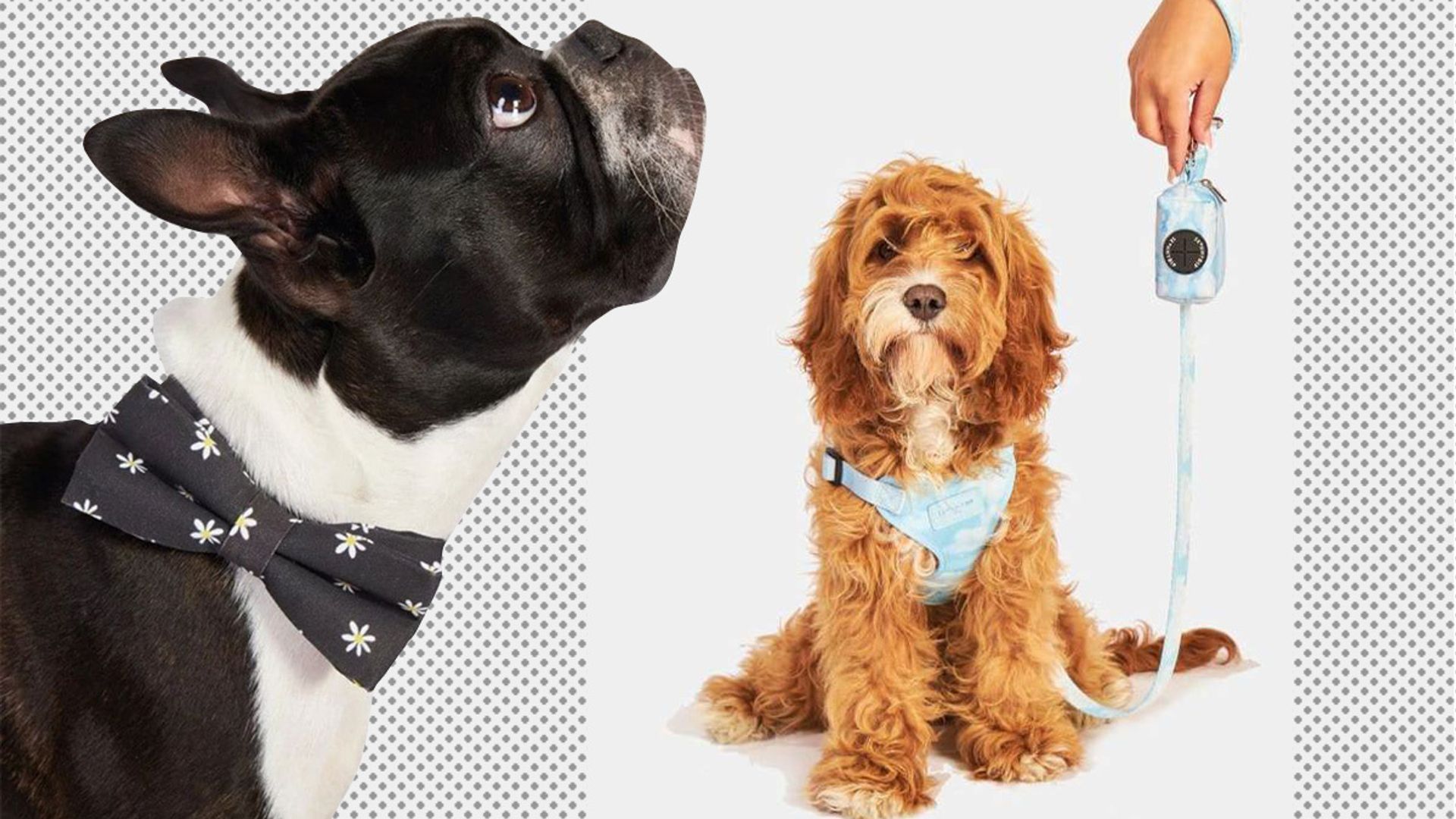 Skinnydip’s pet accessories collection is purrfect for your furry friend