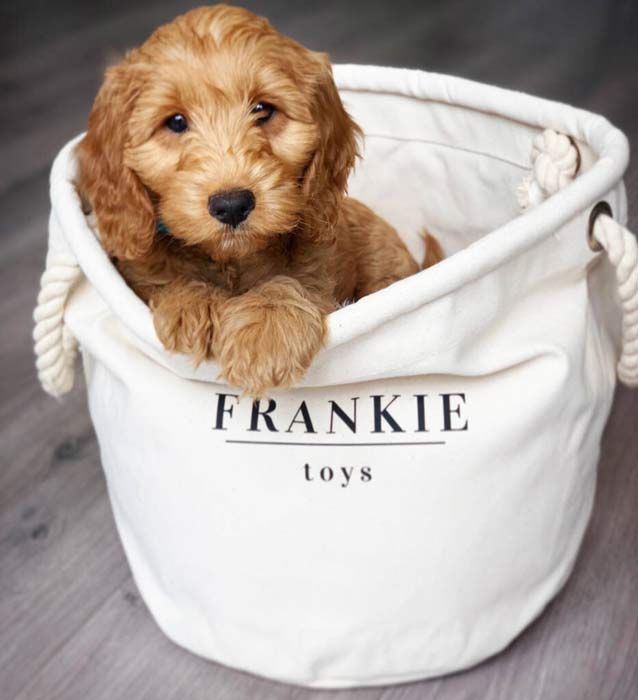 original_personalized-canvas-rope-basket-for-animal
