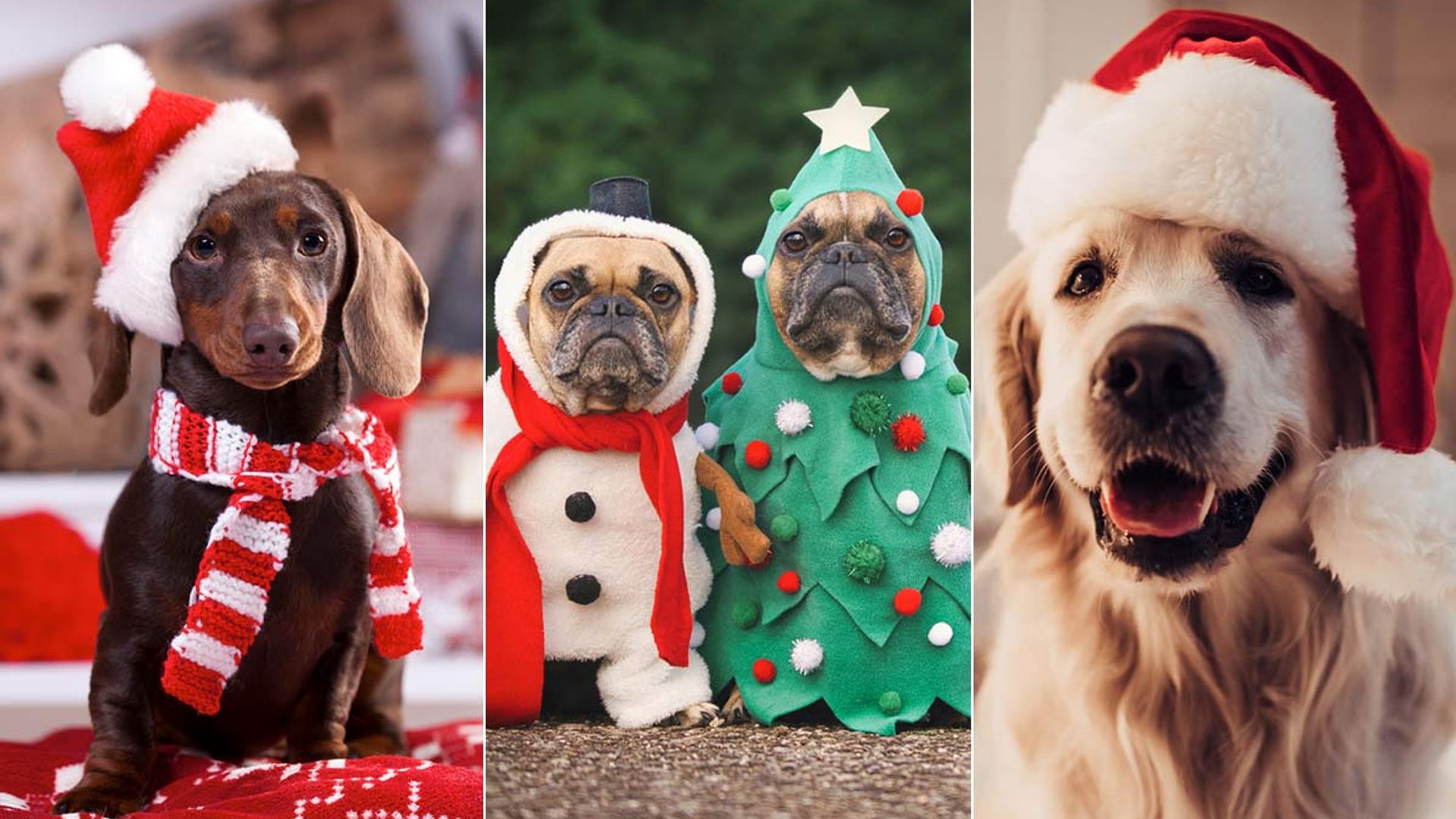 16 best Christmas presents for dogs 2021: From an M&S puppy hamper to cute dog outfits