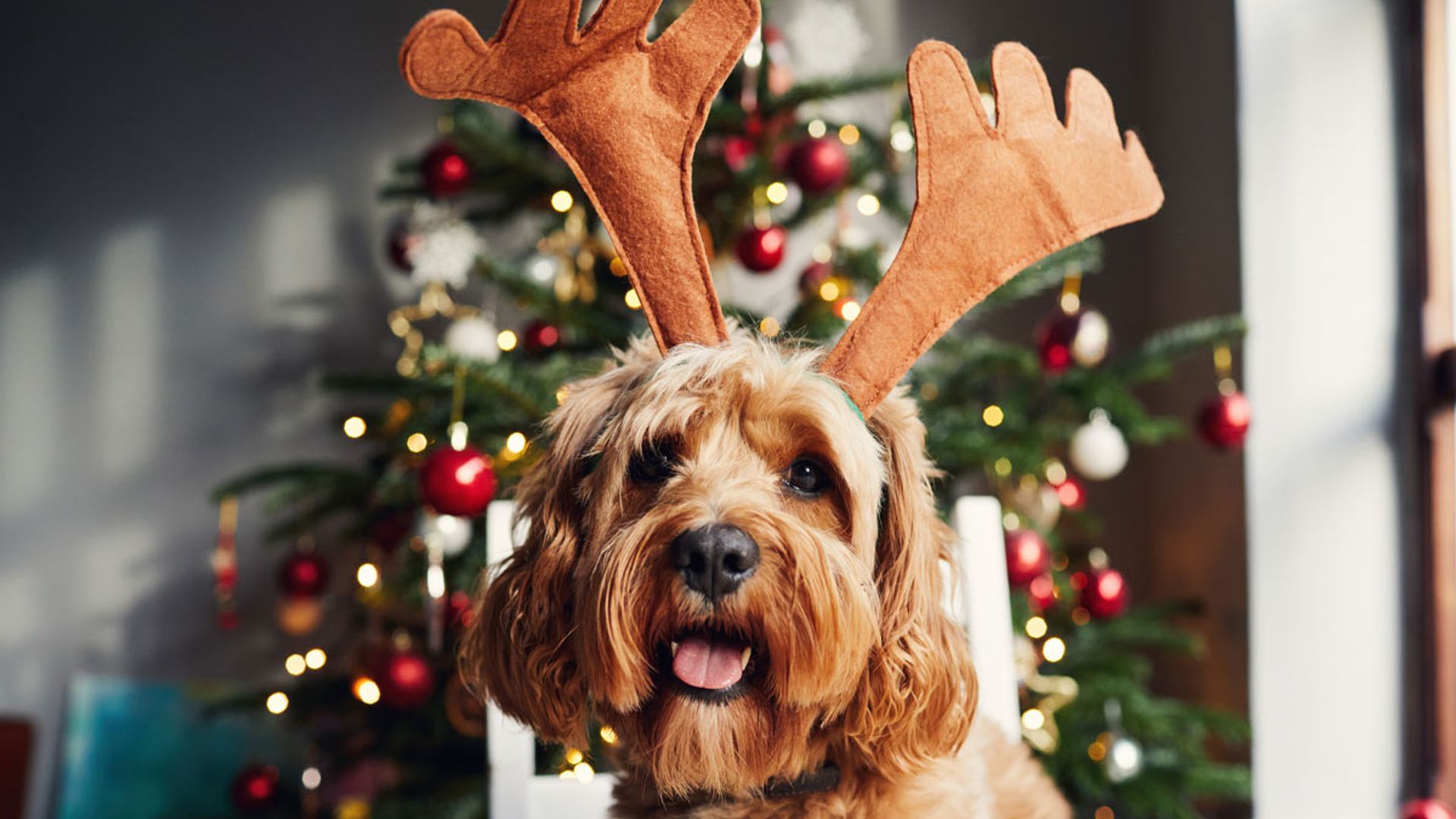 6 things you didn't know were dangerous for popular dog breeds at Christmas