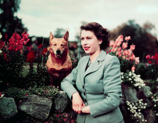 Queen Elizabeth Dog