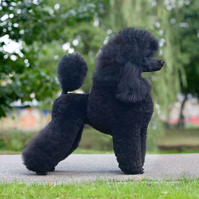 black-poodle