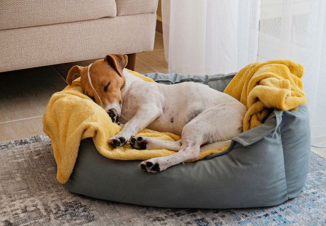 dog-sleeping-bed