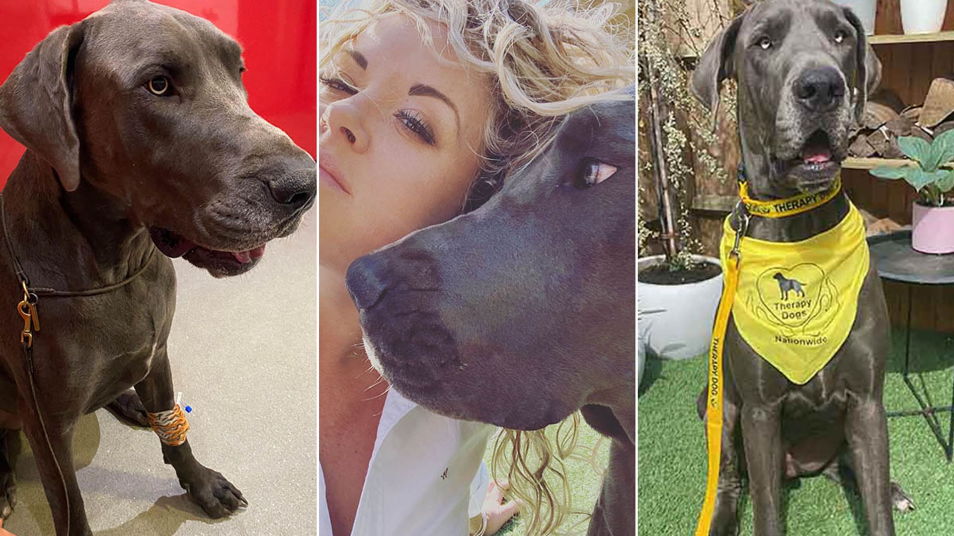 'My Great Dane saved another dog's life by giving blood'