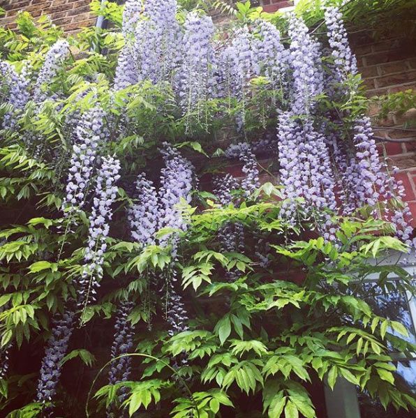 Holly-Willoughby-wisteria