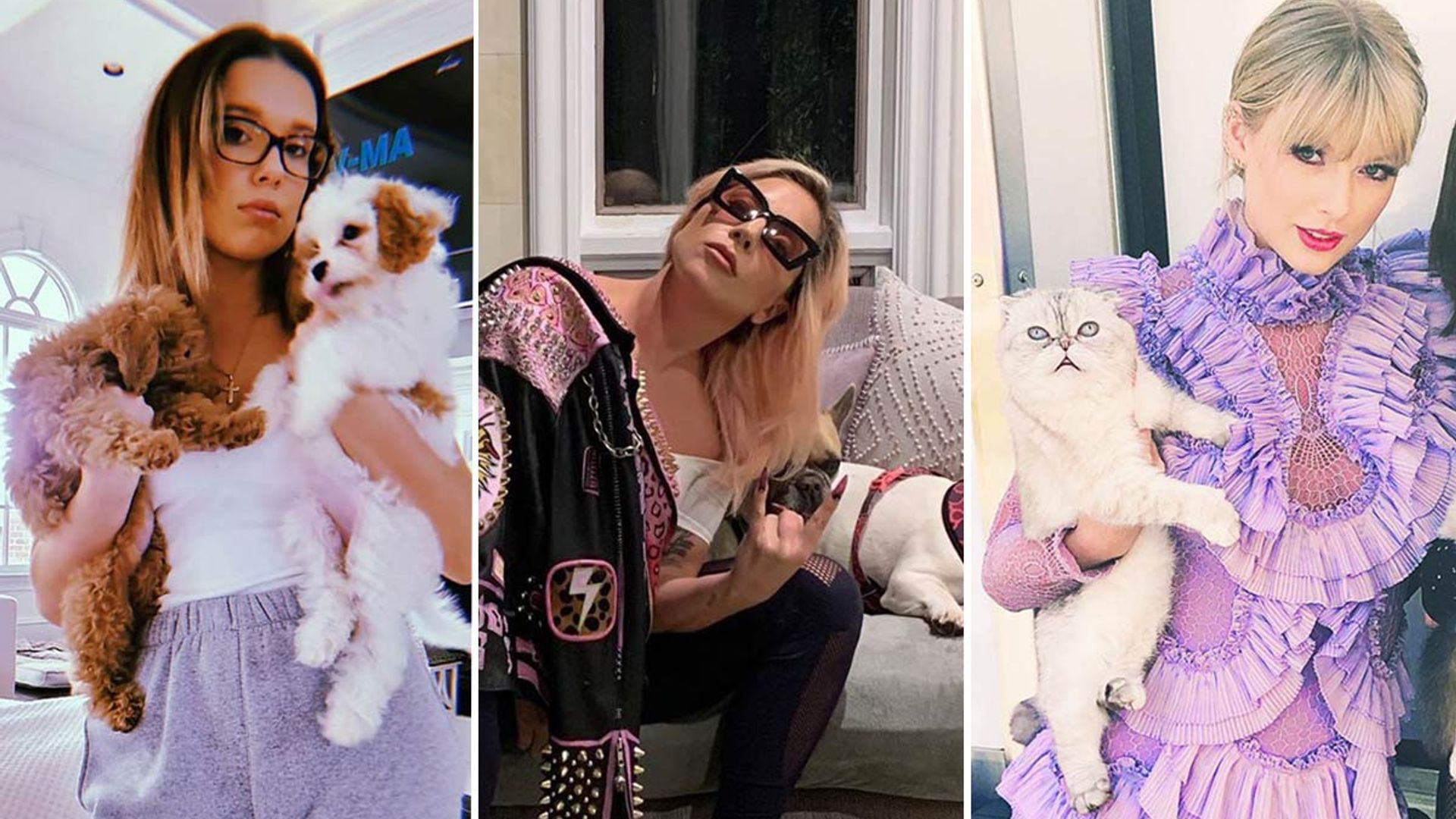 Celebrities who are social-distancing at home with their pets: from Taylor Swift to Millie Bobby Brown and Lady Gaga
