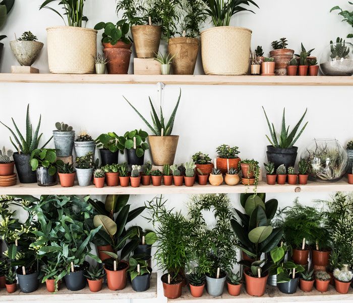 متجر نباتات داخلية عبر الإنترنت في المملكة المتحدة