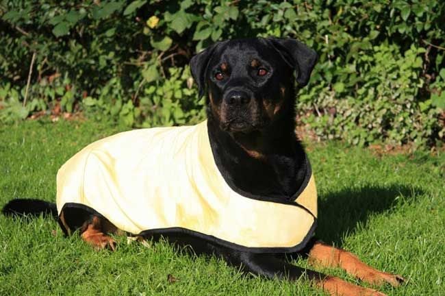 dog-cooling-vest