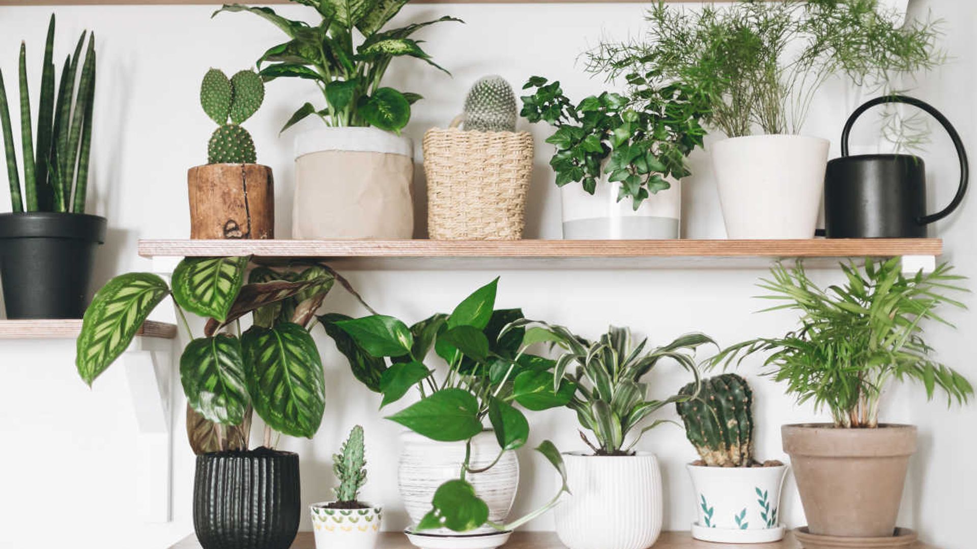  Most Popular House Plants  From The Snake Plant To The Prickly Cactus Hello - Top 10 Living Room Plants