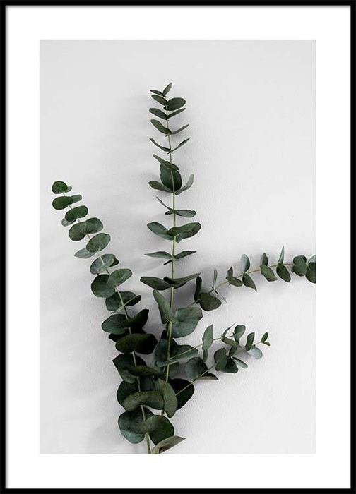 Desenio-Eucalyptus-poster