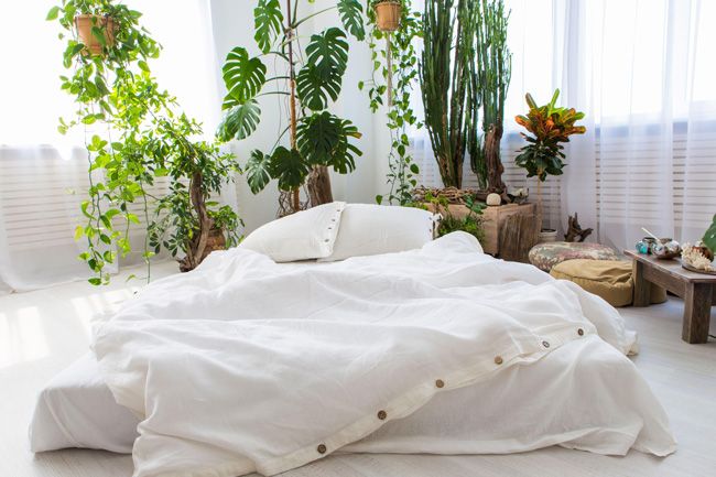 bedroom-plants