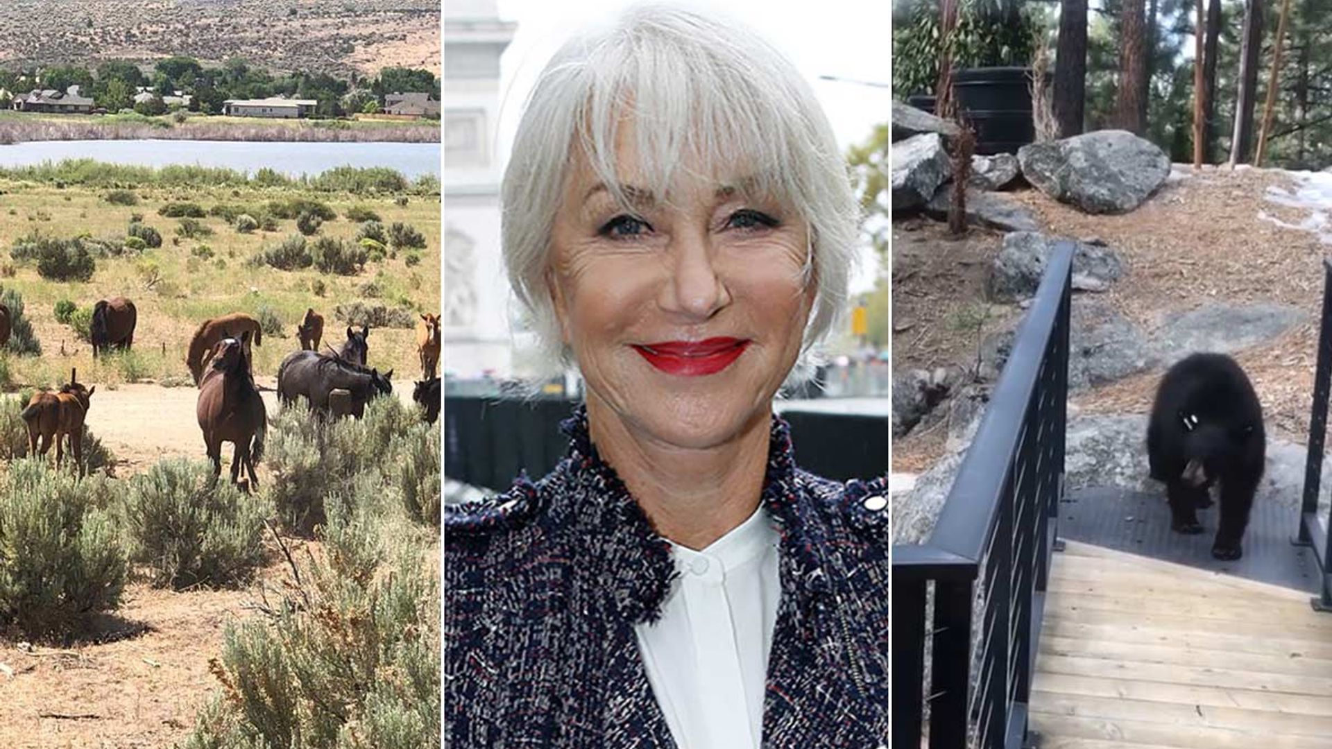 Helen Mirren's home with husband Taylor is basically a nature reserve – photos
