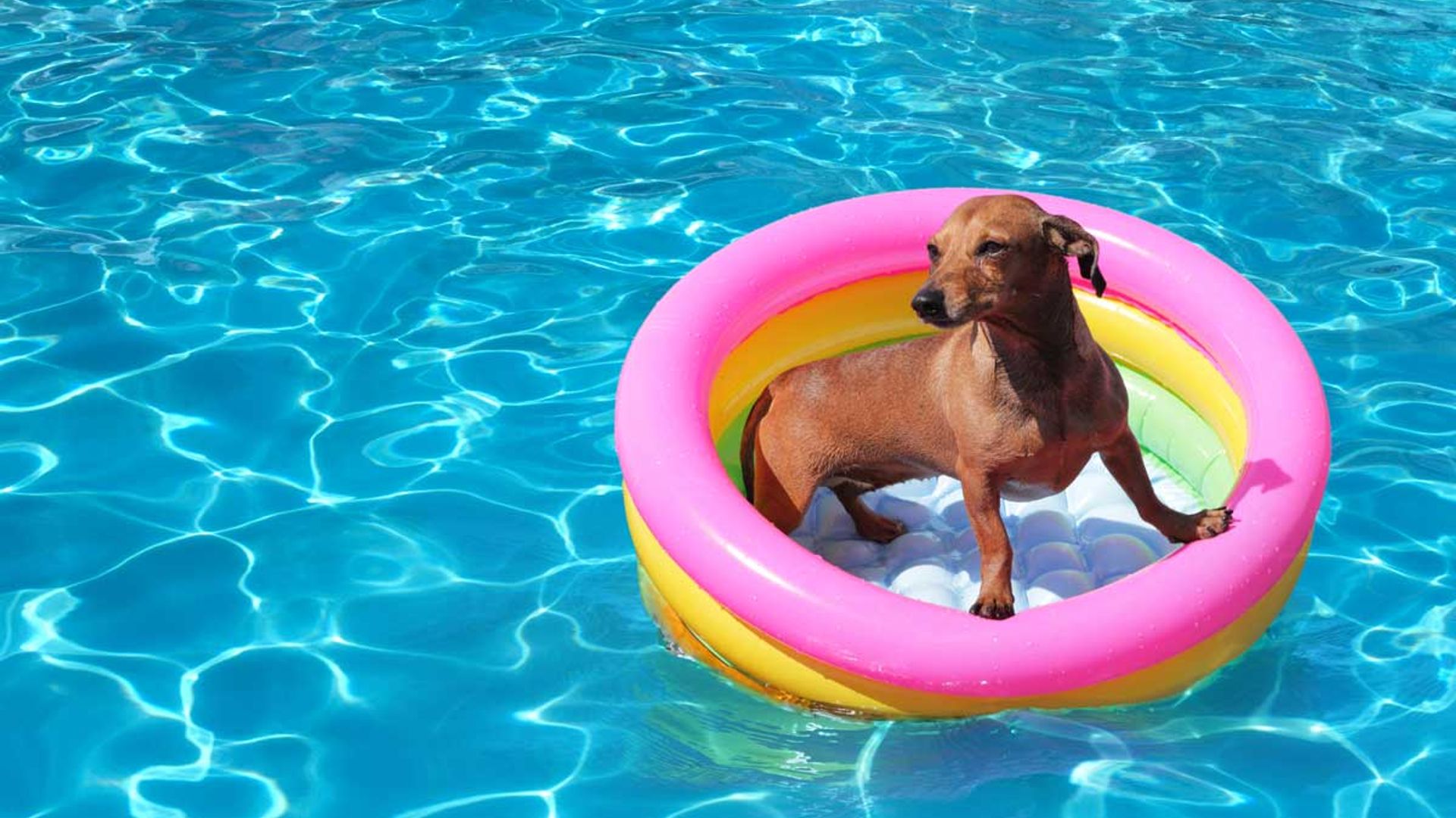 Dog paddling pools are trending during the heatwave - this one has over 1000 positive reviews