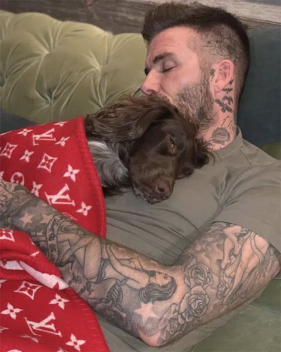 David-Beckham-couverture-pour-chien