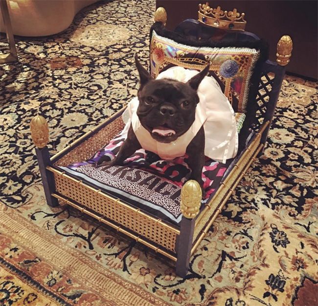 Lady-Gaga-lit-pour-chien