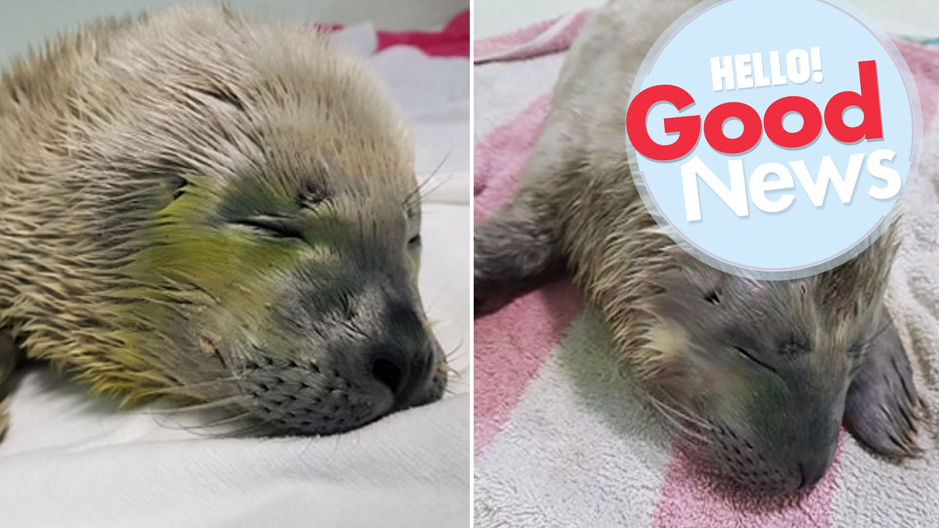 Meet Joe Wicks and Sir Tom, the seal pups saved after being spotted solo on a Norfolk beach