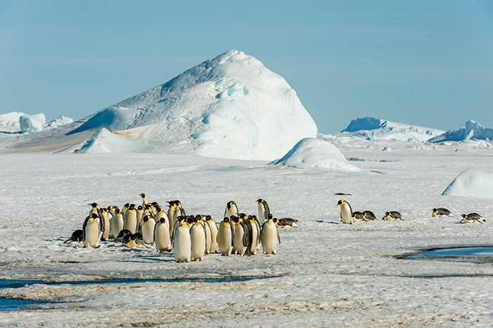 penguins-antarctic