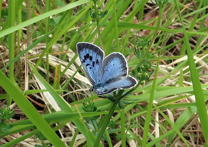 large-blue-butterfly