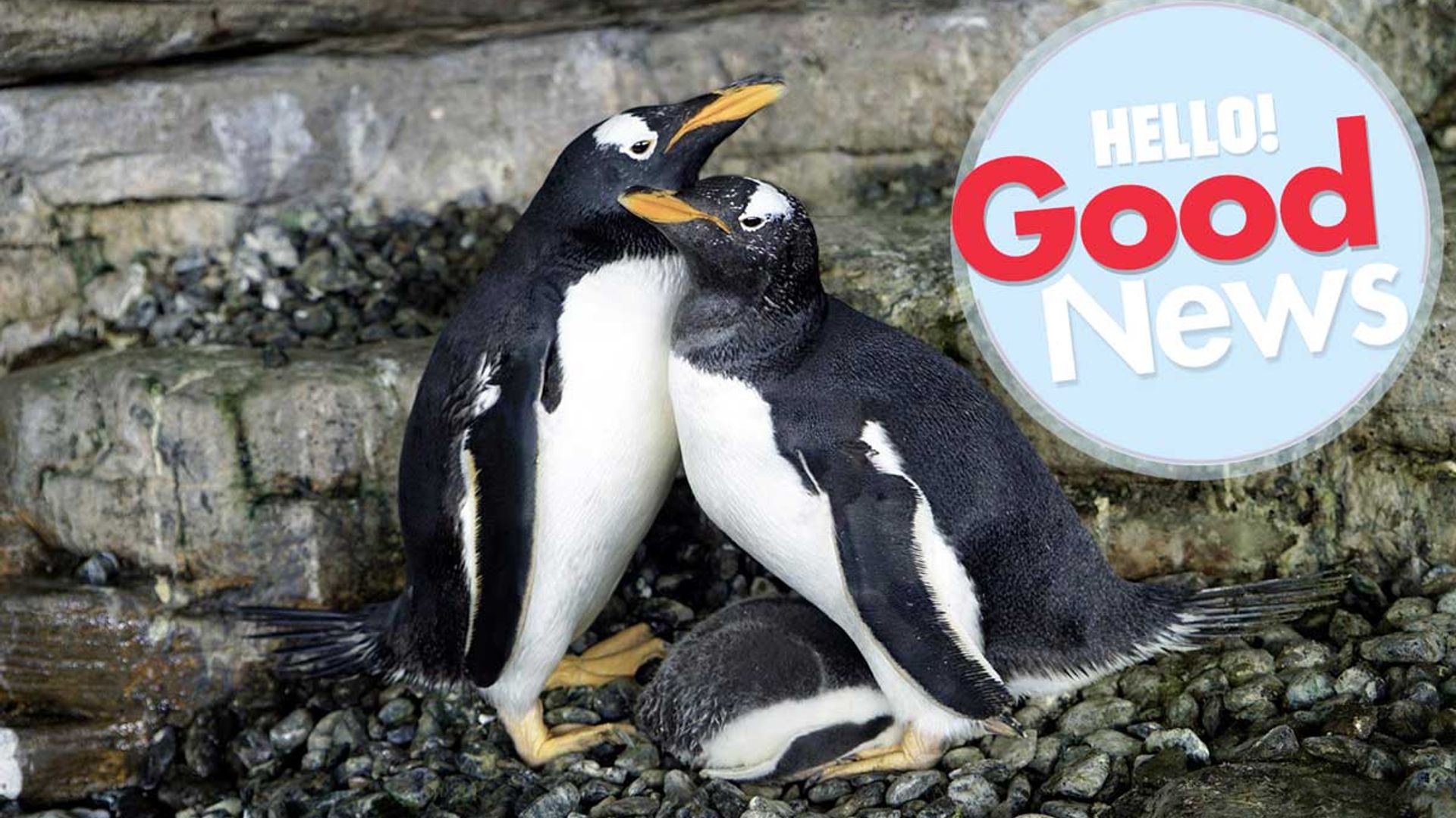 Female penguins become new mums after hatching a chick together