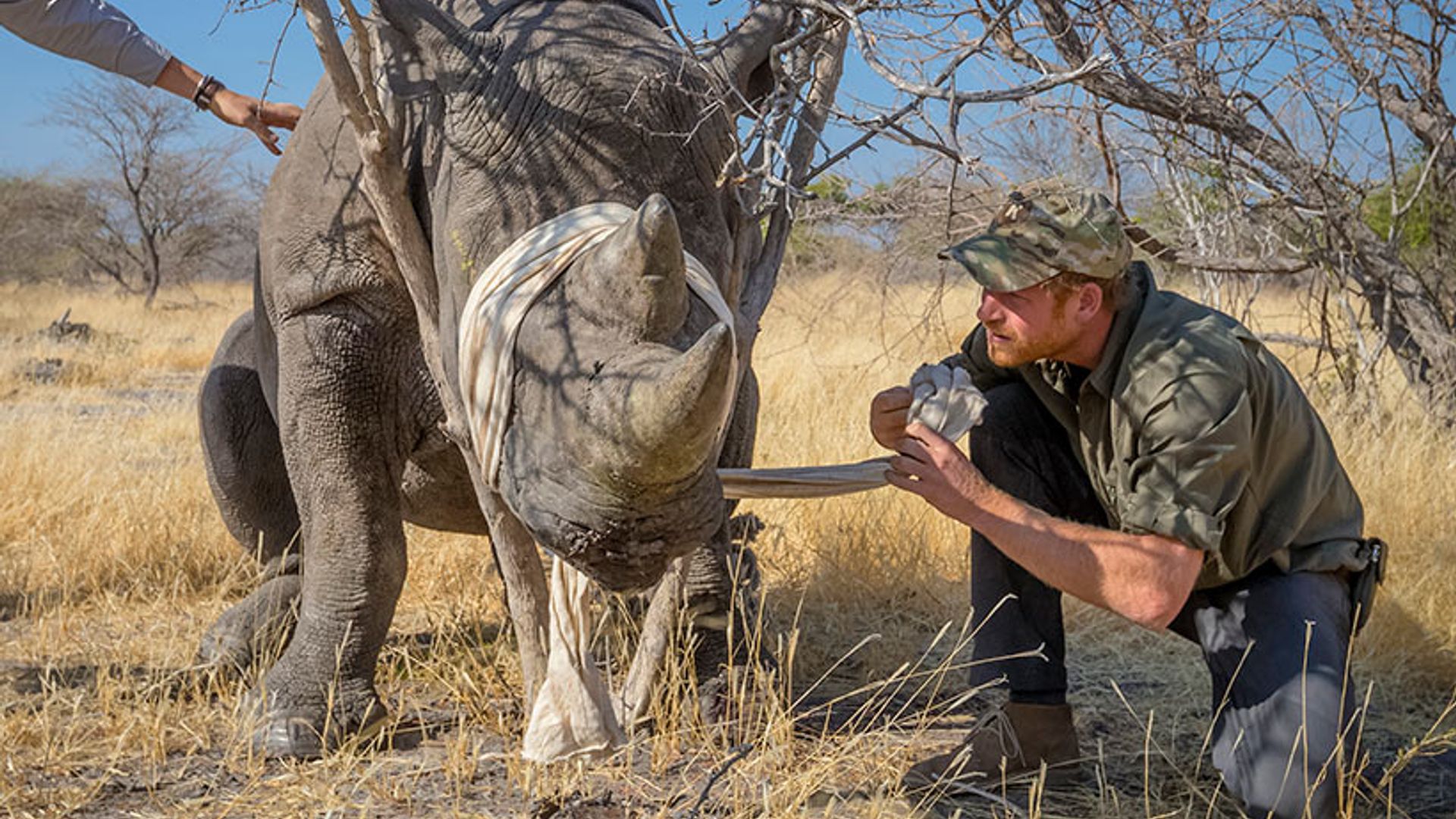 Prince Harry announced as patron of Rhino Conservation Botswana | HELLO!