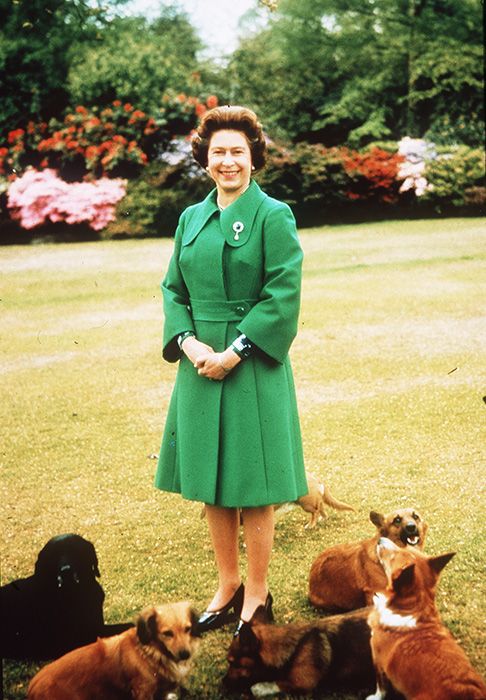 queen elizabeth with her corgi dogs