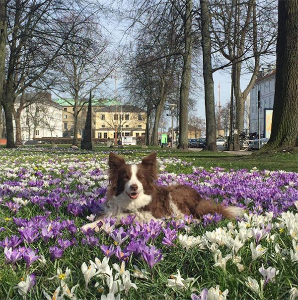 princess-mary-denmark-instagram-dog