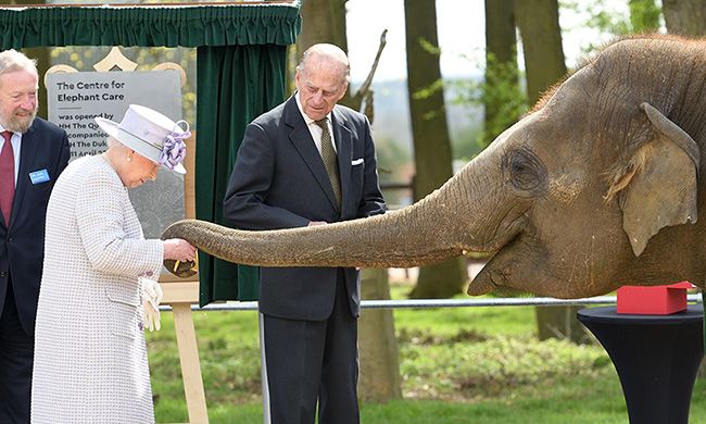 the-queen-elephant-donna