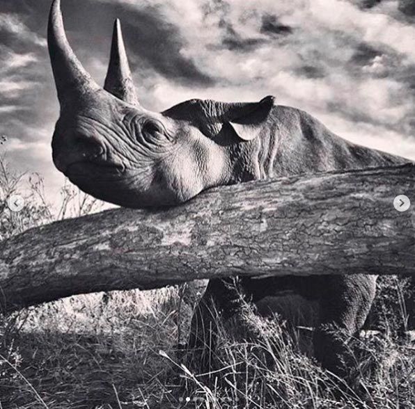 harry-meghan-earth-day-rhino