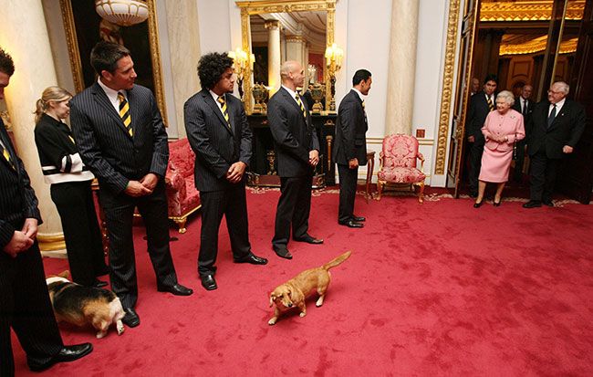 the-queen-corgis-in-palace