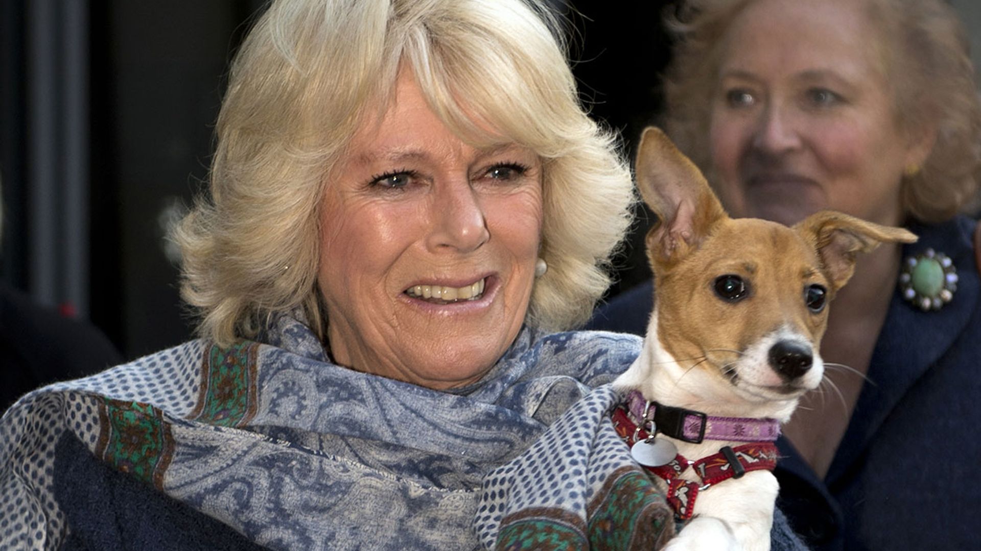 Duchess Camilla shares rare photos of pet dogs and they're wearing the cutest accessory