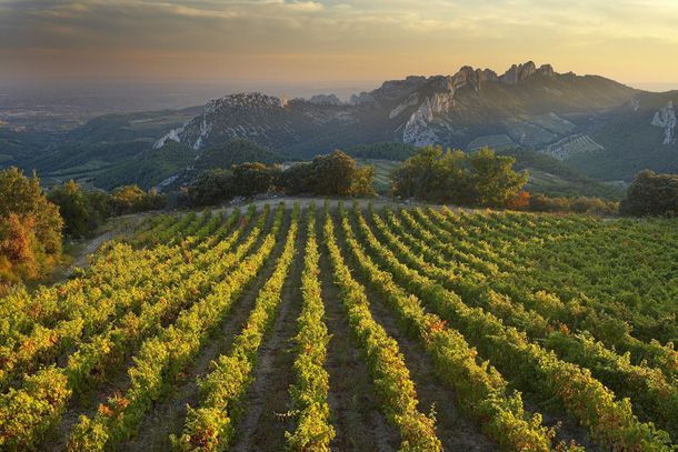 vineyard-provence-