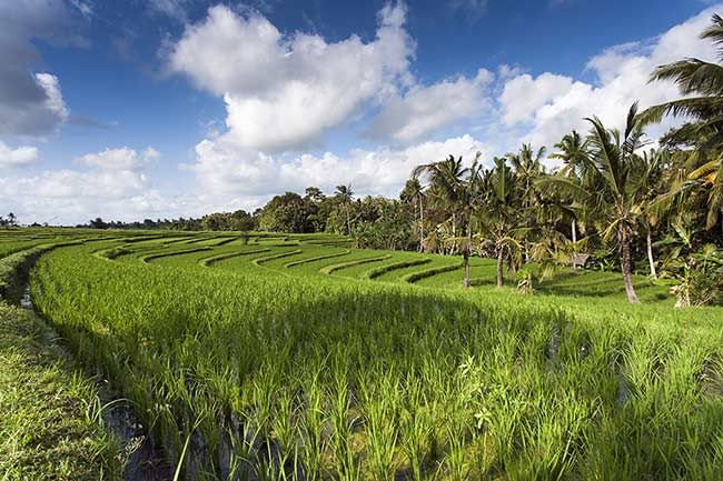 Bali-rice-fields