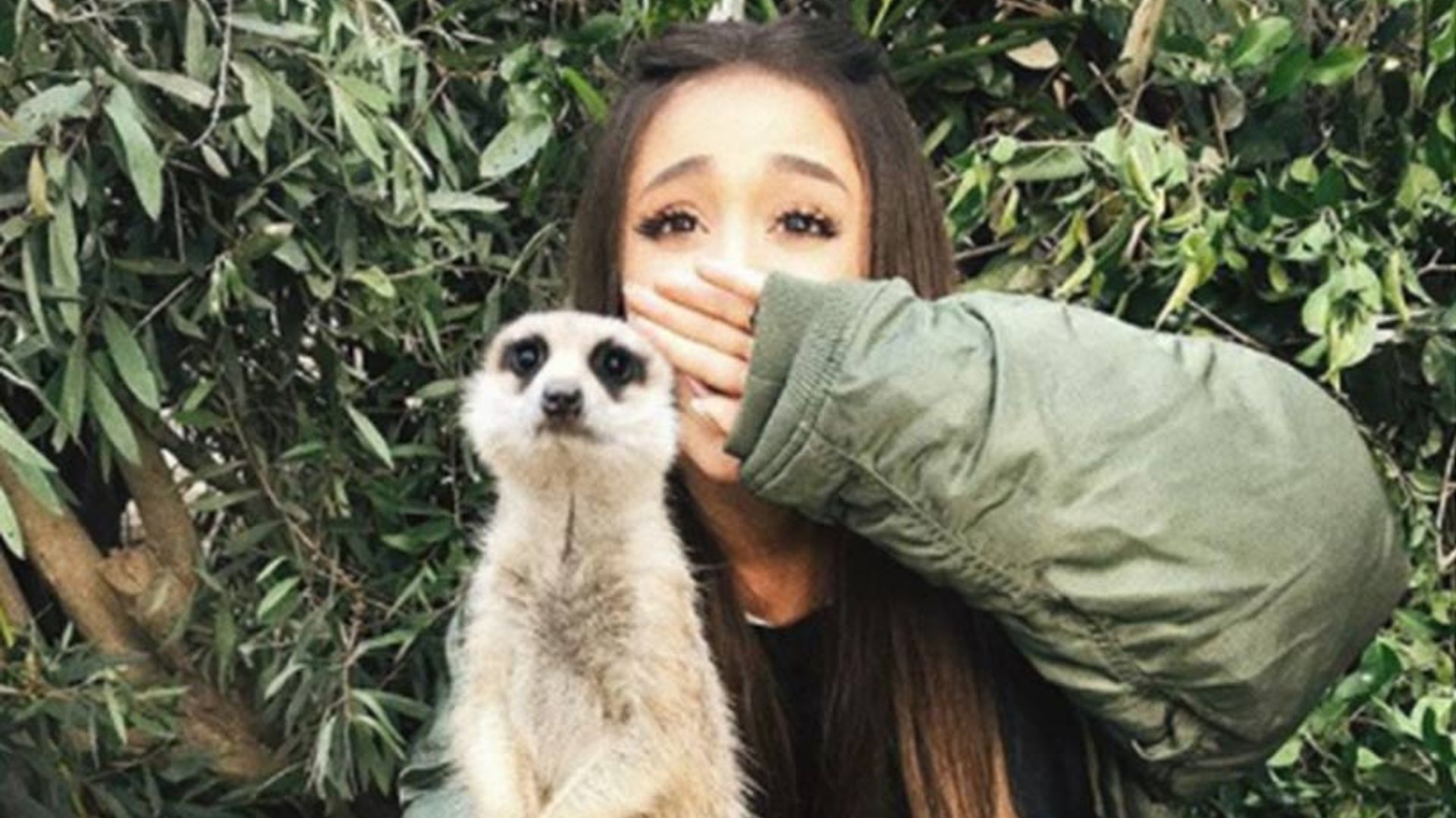 Ariana Grande cuddles koalas and meerkats at the zoo as her Australian tour comes to an end