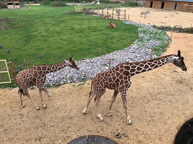 giraffes-bristol-zoo