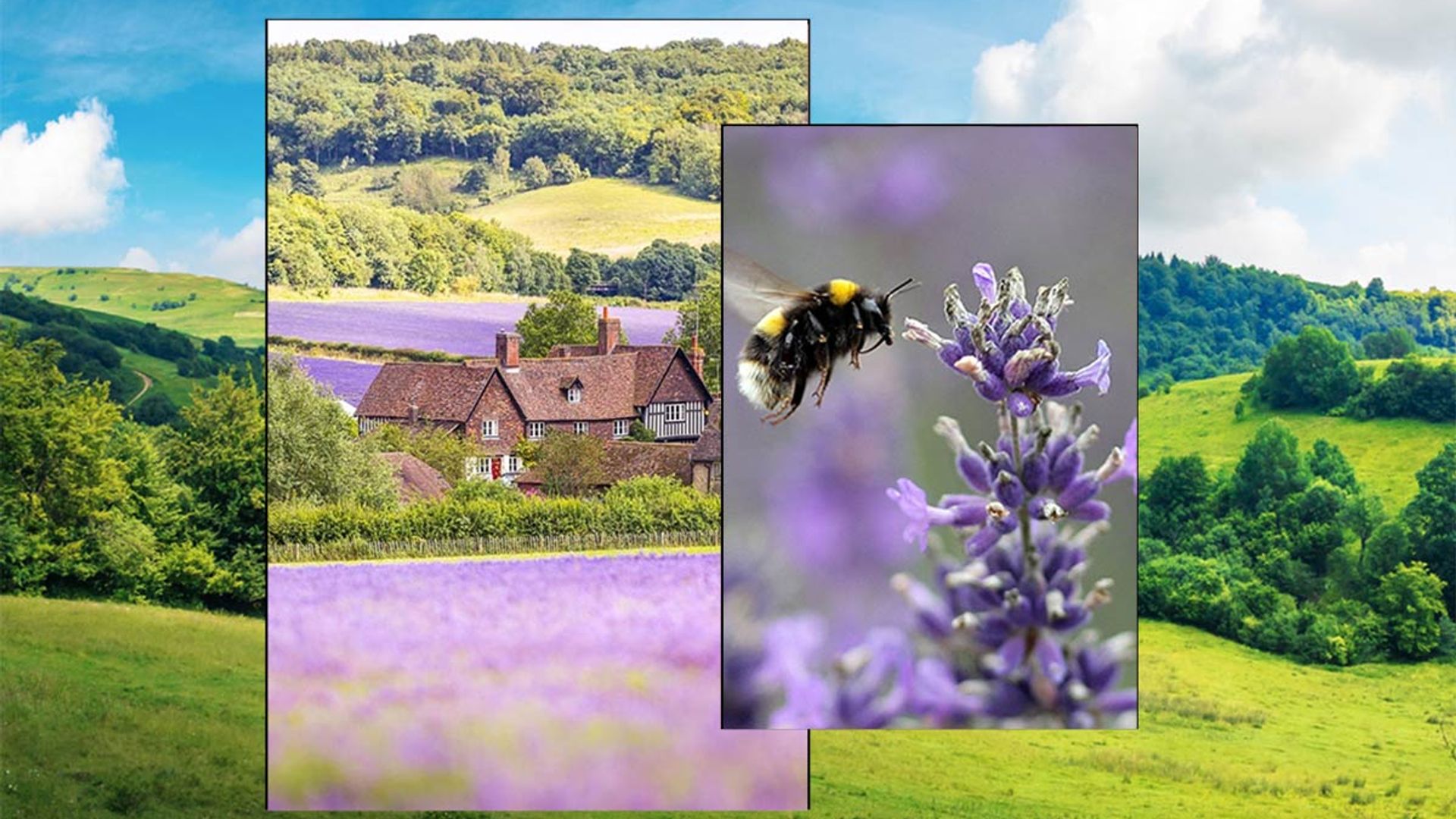 10 Uk Lavender Fields You Need To Visit This Summer London