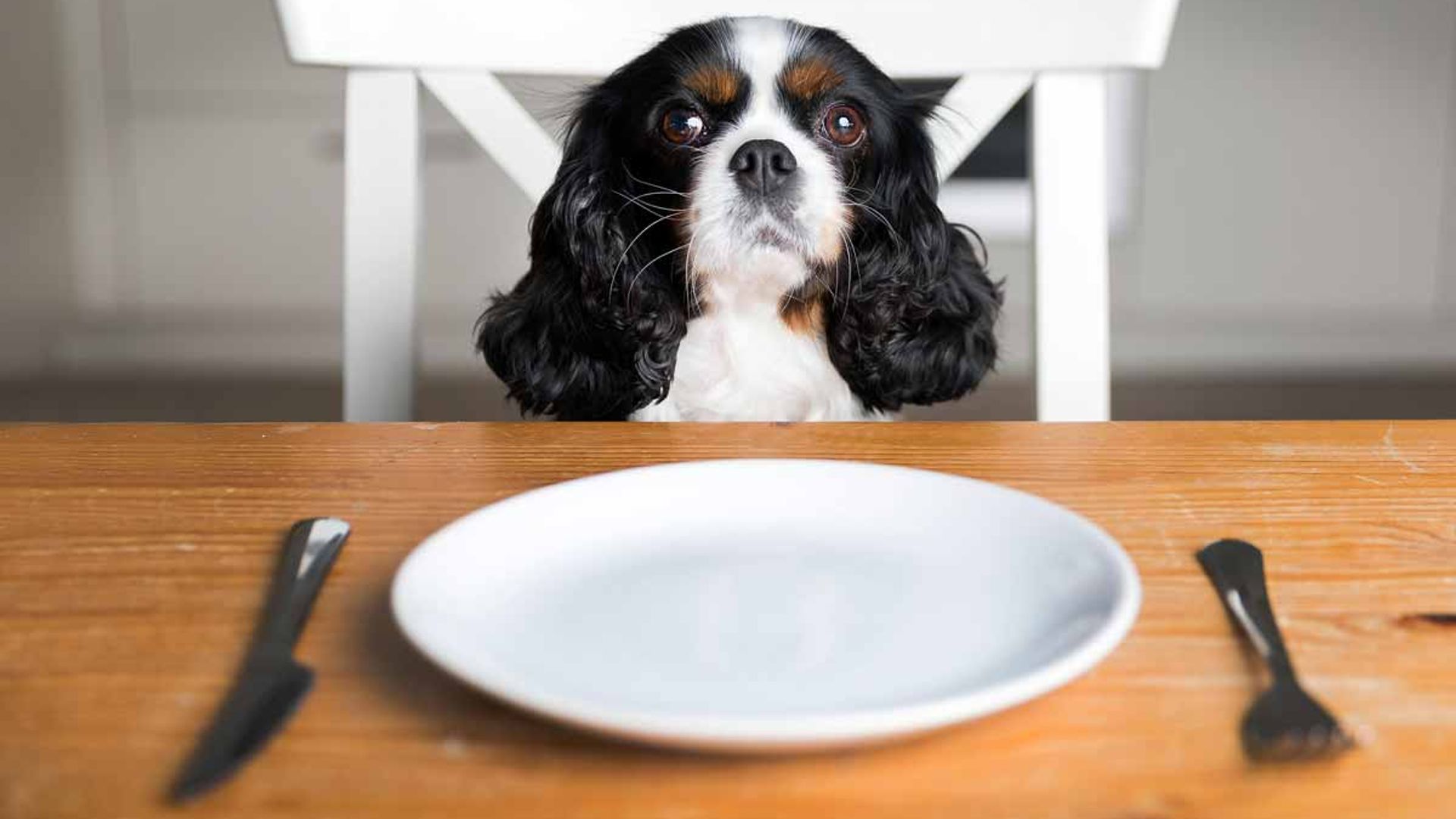 dining-with-dog