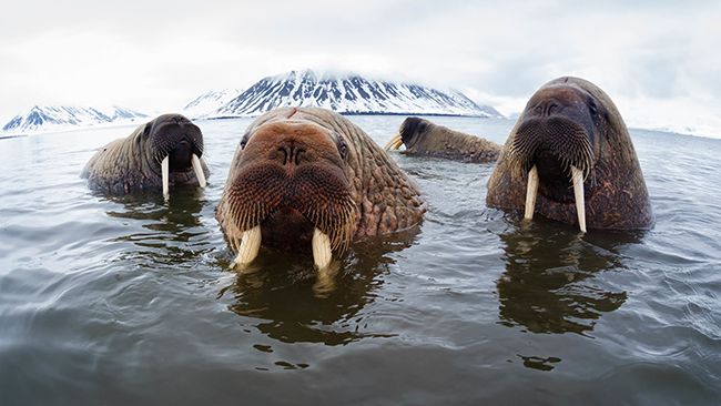 wwf-walrus